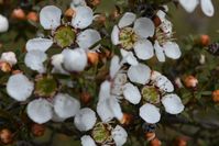 Prickly Tea Tree - The Block Sanctuary Berringa 