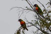 Rainbow Lorikeet - Berringa Sanctuary