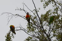 Rainbow Lorikeet - Berringa Sanctuary