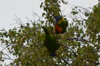 Rainbow Lorikeet - Berringa Sanctuary