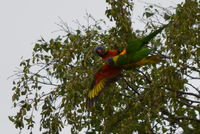 Rainbow Lorikeet - Berringa Sanctuary