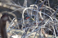 Red Browed Finch - The Block Berringa