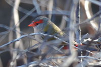 Red Browed Finch - The Block Berringa