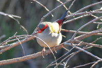 Red Browed Finch - The Block Berringa