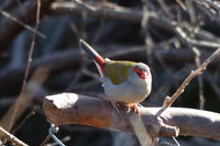 Red Browed Finch - The Block Berringa