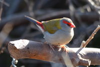 Red Browed Finch - The Block Berringa