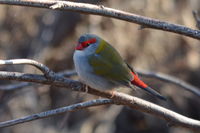 Red Browed Finch - The Block Berringa