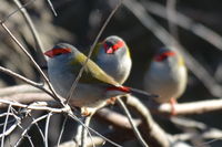 Red Browed Finch - The Block Berringa