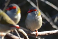 Red Browed Finch - The Block Berringa