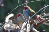 Red Browed Finch - The Block Berringa