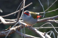 Red Browed Finch - The Block Berringa