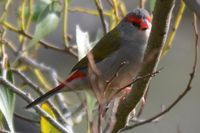 Red Browed Finch - The Block Berringa