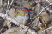 Red Browed Finch - The Block Berringa