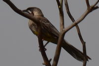 Red Wattle Bird - Berringa Sancutary