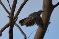 Red Wattle Bird - Berringa Sanctuary 