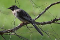 Red Wattle Bird - Berringa Sanctuary 