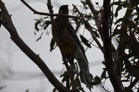 Red Wattlebird - Berringa Sanctuary