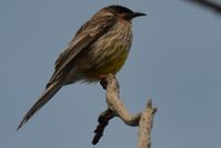 Red Wattlebird - Berringa Sanctuary