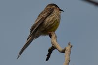 Red Wattlebird - Berringa Sanctuary