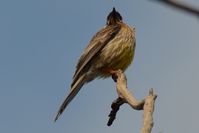 Red Wattlebird - Berringa Sanctuary