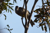 Red Wattlebird The Block Berringa