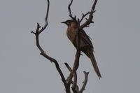 Red Wattle Bird - Berringa Sancuary 