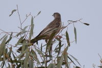 Red Wattle Bird - Berringa Sancuary 