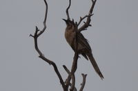 Red Wattle Bird - Berringa Sancuary 