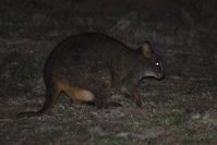 Red-bellied pademelon - Mt Rothwell