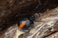 Redback Spider - Berringa Sanctuary