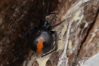 Redback Spider - Berringa Sanctuary