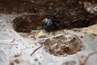 Redback Spider - Berringa Sanctuary