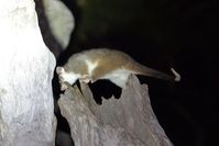Ring-tailed Possum - Mt Rothwell