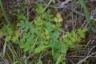 Rock Fern - Berringa Sanctuary 