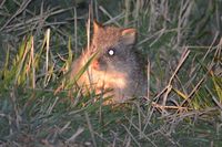 Rufous Bettong - Mt Rothwell