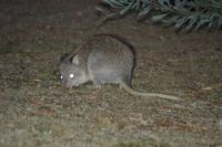 Rufous Bettong - Mt Rothwell