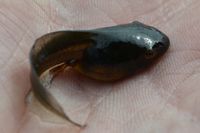 Southeastern Banjo Frog Tadpole - The Blcok Sanctuary Berringa  