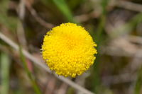 Scally Button - Berringa Sanctuary 