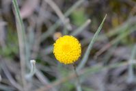 Scally Button - Berringa Sanctuary 