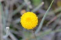 Scaly Button - Berringa Sanctuary