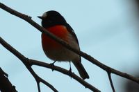 Scarlet Robin - The Block Berringa