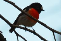 Scarlet Robin - The Block Berringa