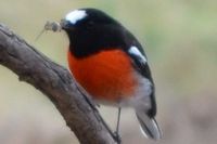 Scarlet Robin - The Block Berringa