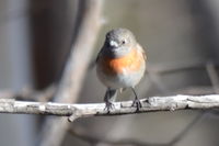 Scarlet Robin Hen - Berringa Sanctuary