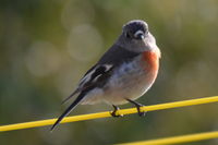 Scarlet Robin Hen - Berringa Sanctuary