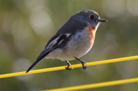 Scarlet Robin Hen - Berringa Sanctuary