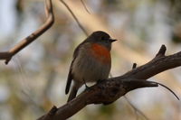 Scarlet Robin female The Block Berringa