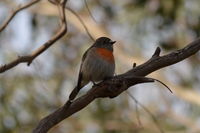 Scarlet Robin female The Block Berringa