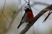 Scarlet Robin male The Block Berringa