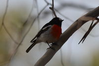 Scarlet Robin male The Block Berringa